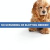 Pet Urine Odor Remover Stink Free Cleaner 32 oz Instant Elimination-3