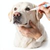 Tear Stain Remover Pen for Dogs & Cats – Aloe Formula Gentle Eye Cleaner with Soft Tip for Easy Use – Especially for White Dogs – Dog Eye Drops Alternative – Safe for Daily Use-1