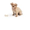 Woolite Advantage Pet Urine Eliminator 44 Fl Oz Pack of 2 Stain-5